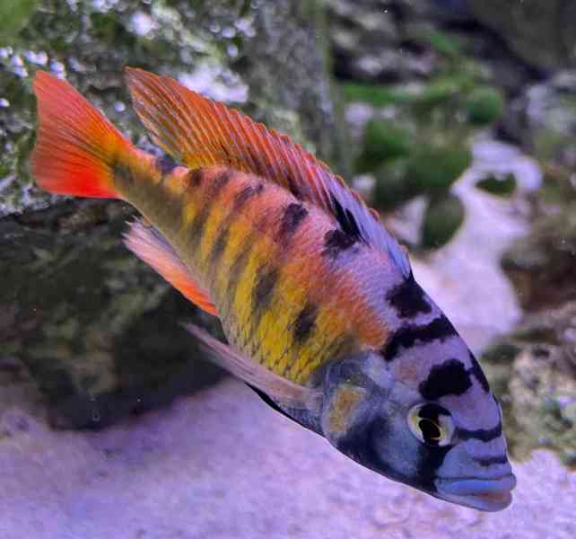 Tlamovci Malawi  - foto 39