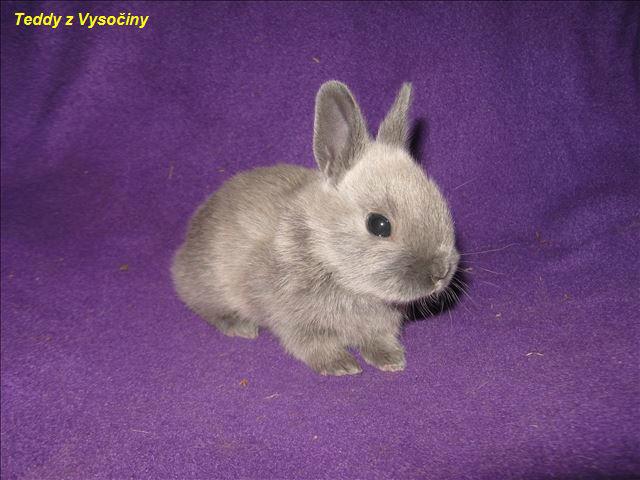 Miminka satén králíčků a Polishu - foto 1