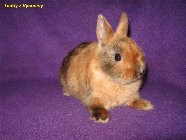 Miminka satén králíčků a Polishu - foto 4