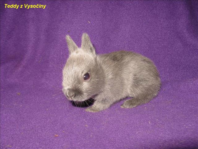 Miminka satén králíčků a Polishu - foto 3