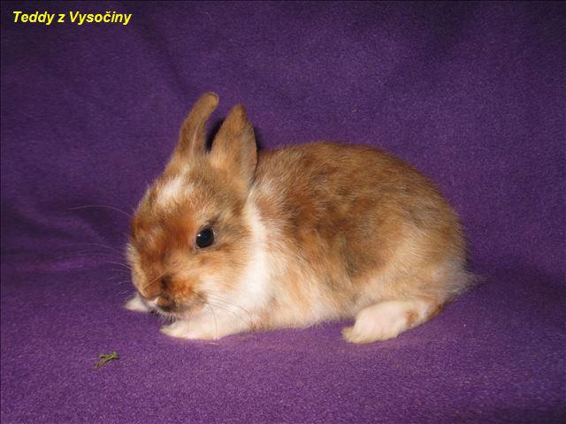 Miminka satén králíčků a Polishu - foto 5