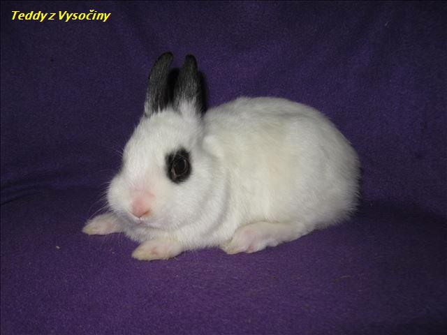 Miminka satén králíčků a Polishu - foto 6