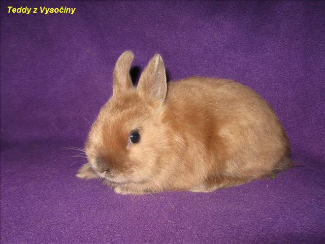 Miminka satén králíčků a Polishu - foto 7