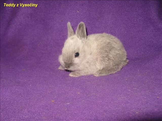 Miminka satén králíčků a Polishu - foto 2