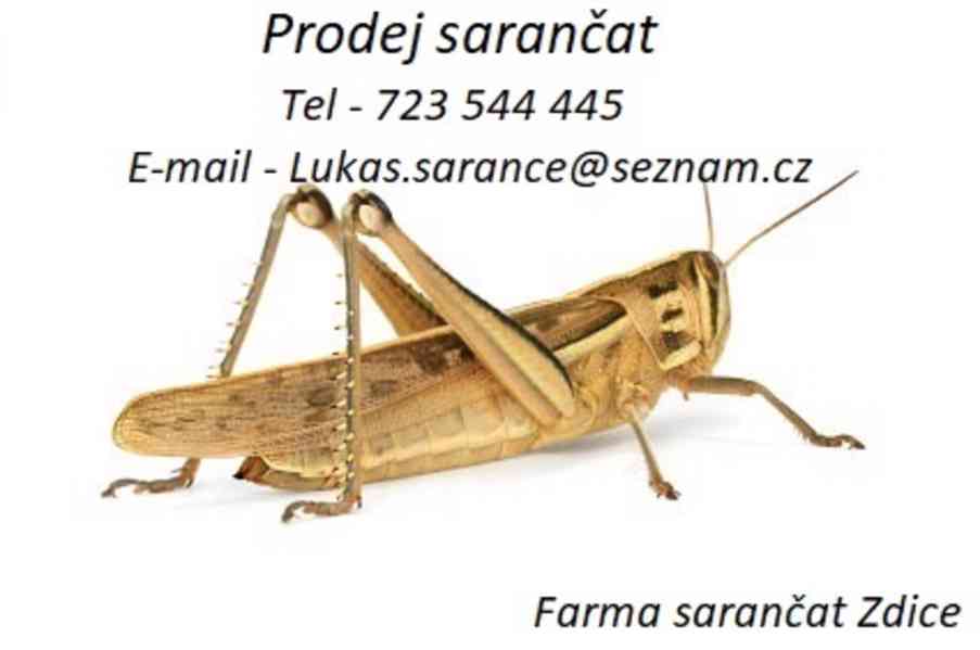 Krmný hmyz - Sarančata Stěhovavá