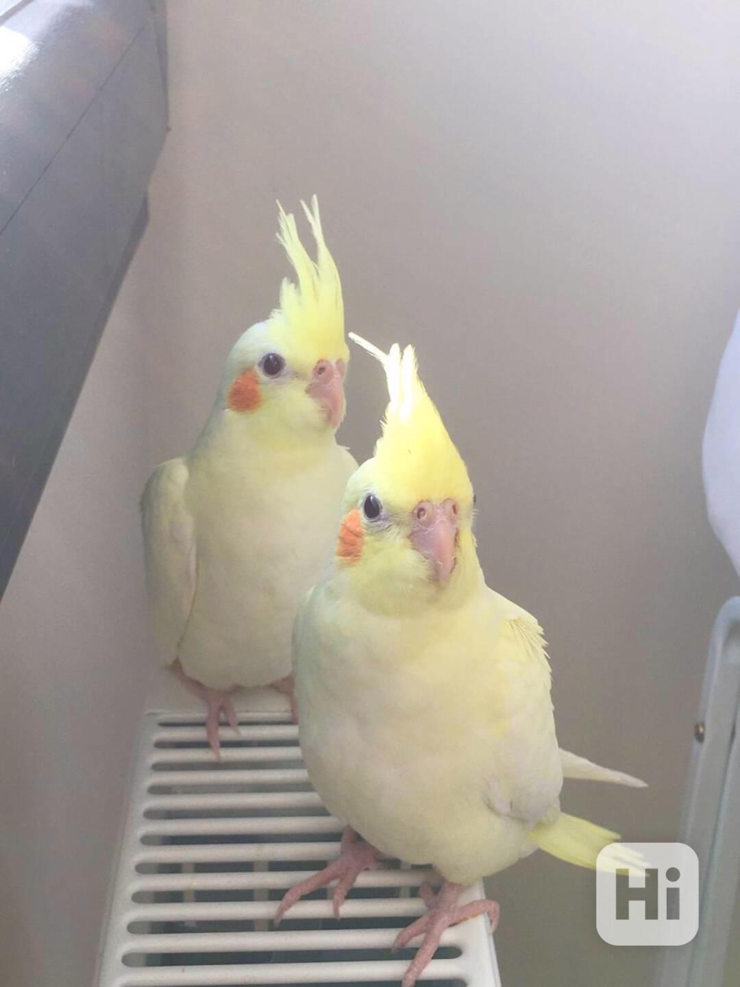  Překrásní papoušci korely ihned k adopci zdarma - foto 1