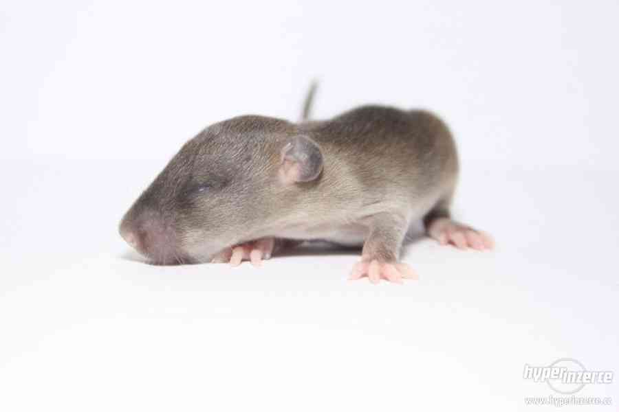 Volná miminka potkanů s PP - foto 1