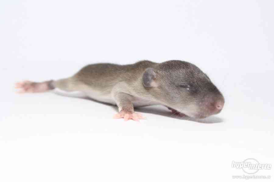 Volná miminka potkanů s PP - foto 2
