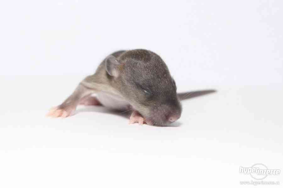 Volná miminka potkanů s PP - foto 3