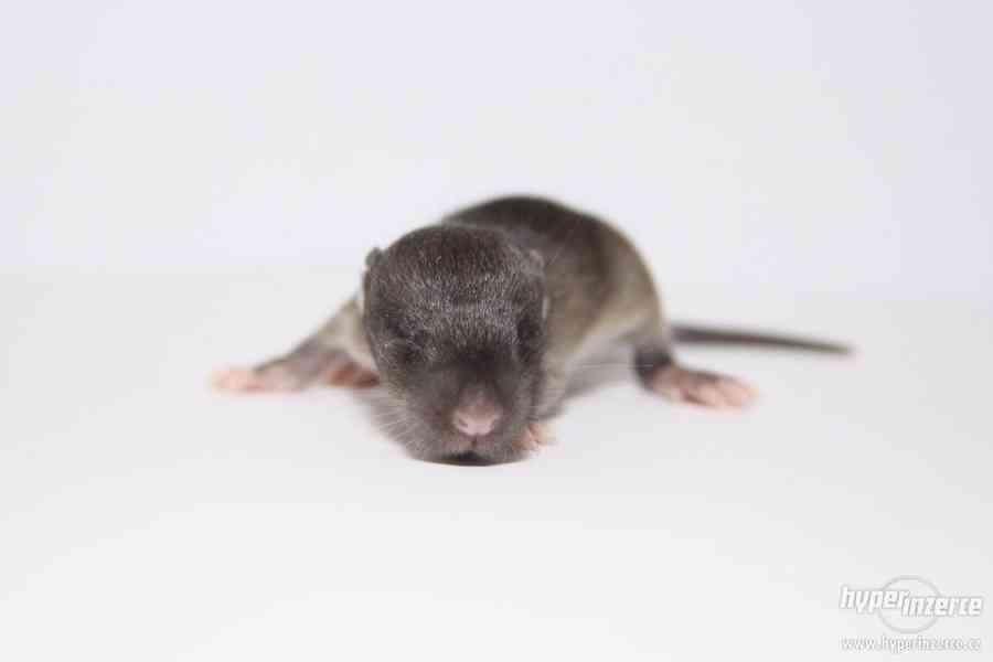 Volná miminka potkanů s PP - foto 4