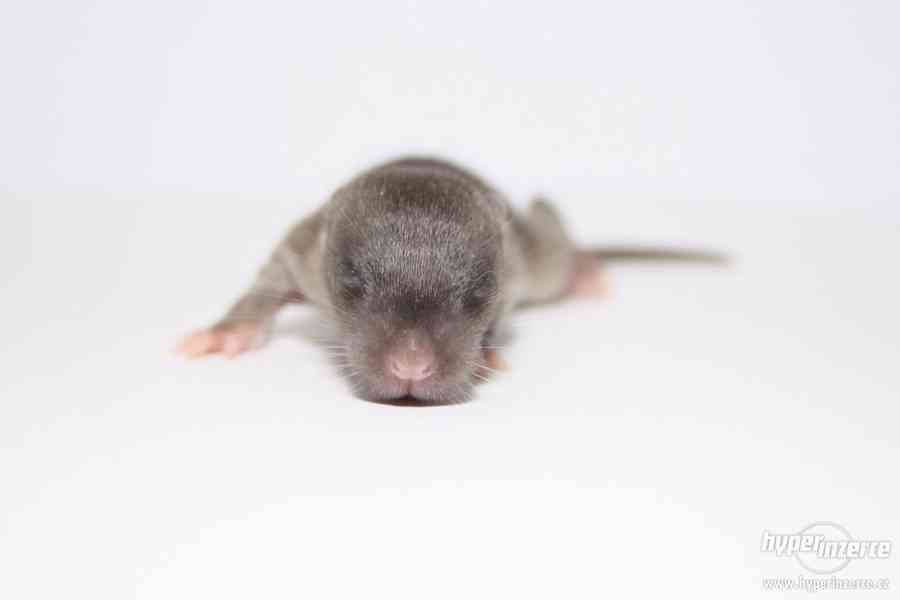 Volná miminka potkanů s PP - foto 5