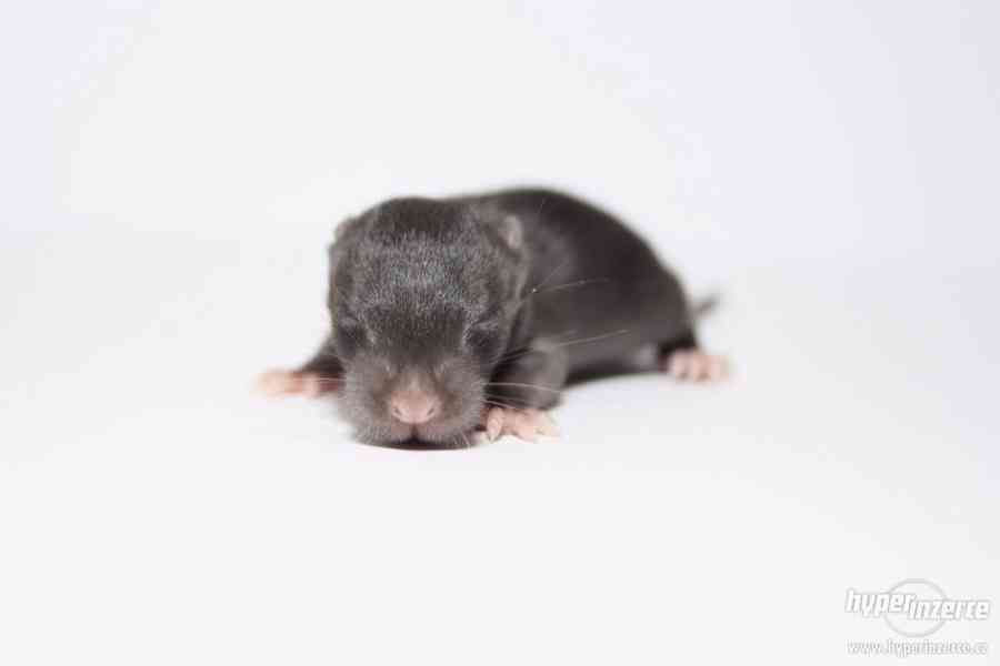 Volná miminka potkanů s PP - foto 6