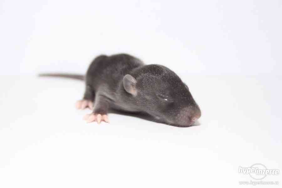 Volná miminka potkanů s PP - foto 7