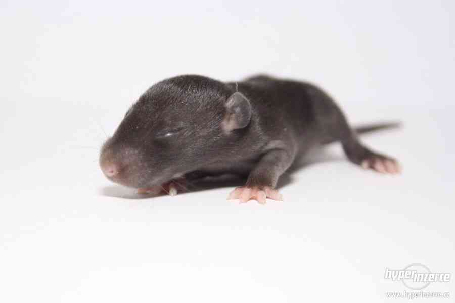 Volná miminka potkanů s PP - foto 8