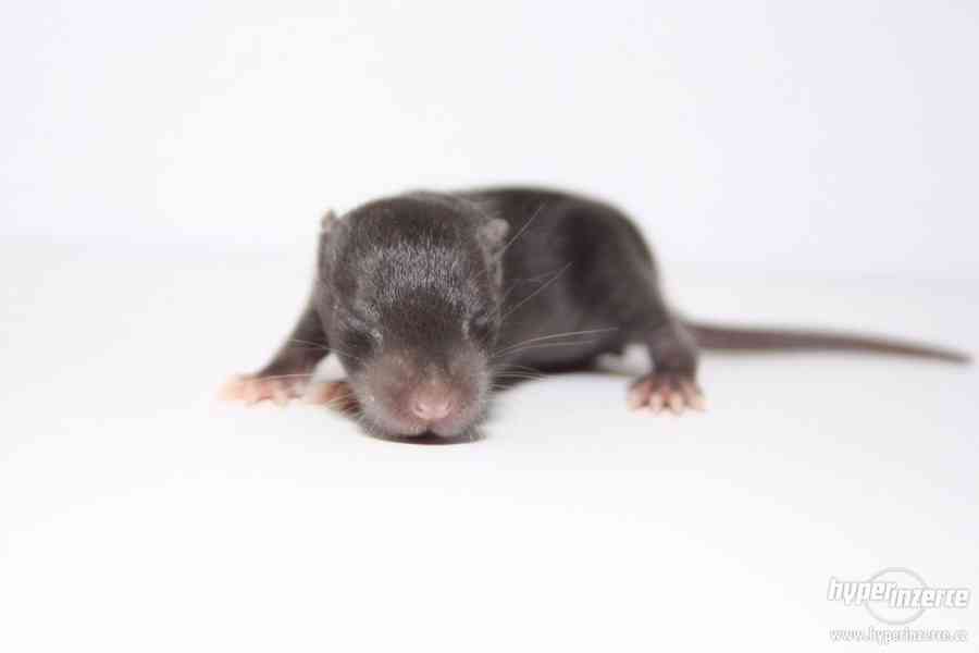 Volná miminka potkanů s PP - foto 9