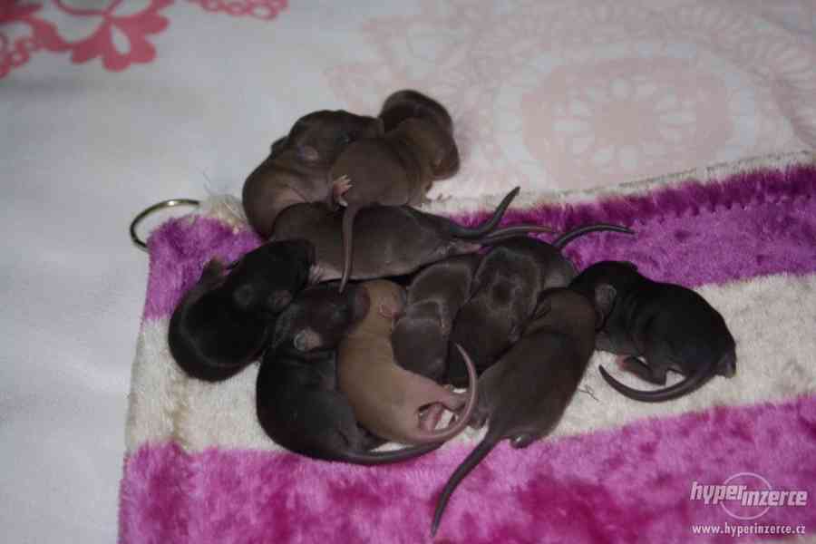 Volná miminka potkanů s PP - foto 10