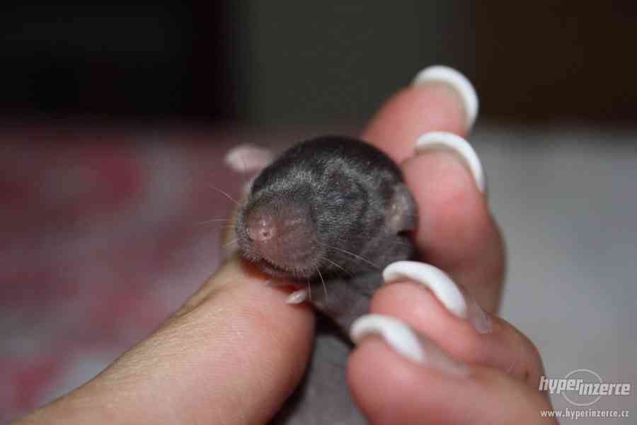 Volná miminka potkanů s PP - foto 11