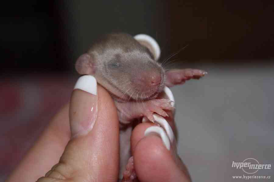 Volná miminka potkanů s PP - foto 12