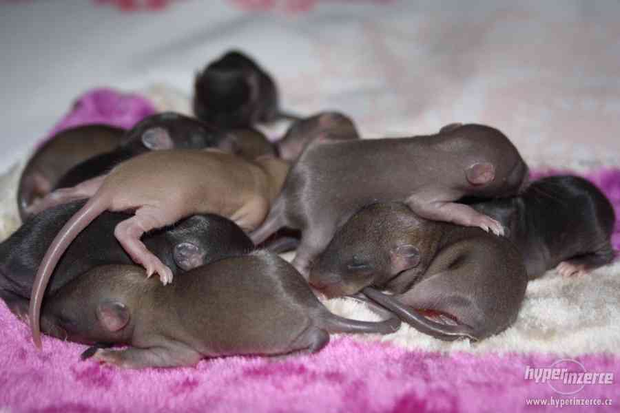 Volná miminka potkanů s PP - foto 13