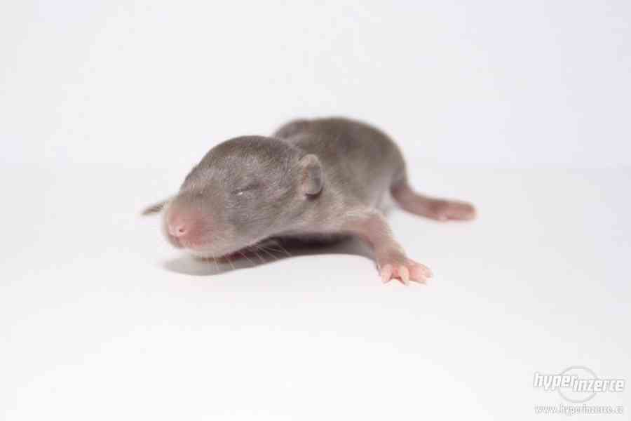 Volná miminka potkanů s PP - foto 14