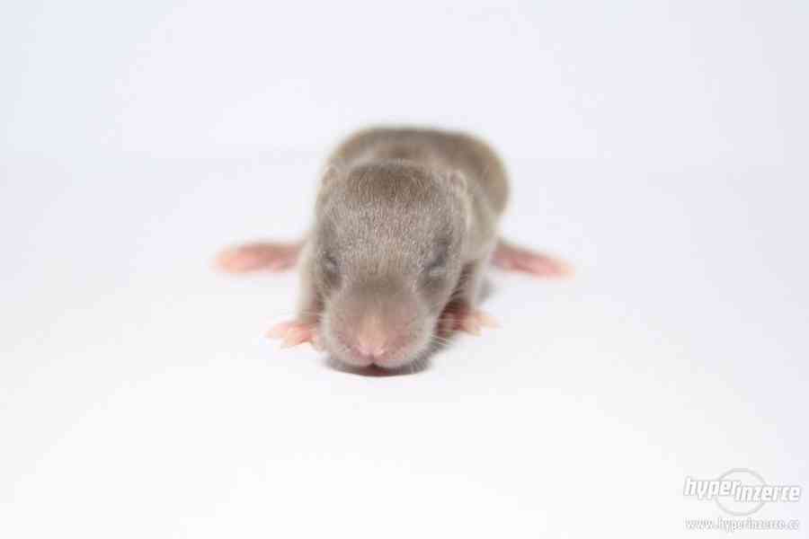 Volná miminka potkanů s PP - foto 15