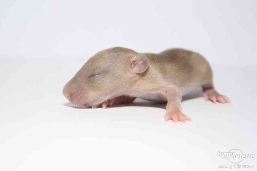 Volná miminka potkanů s PP - foto 16