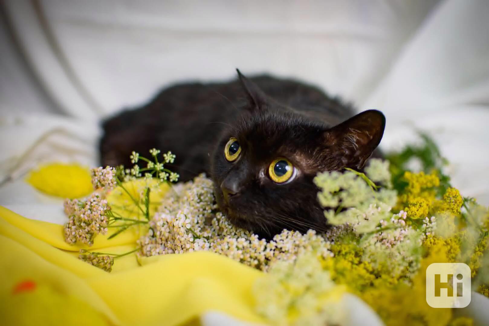 Black beauty  k adopci  - foto 1