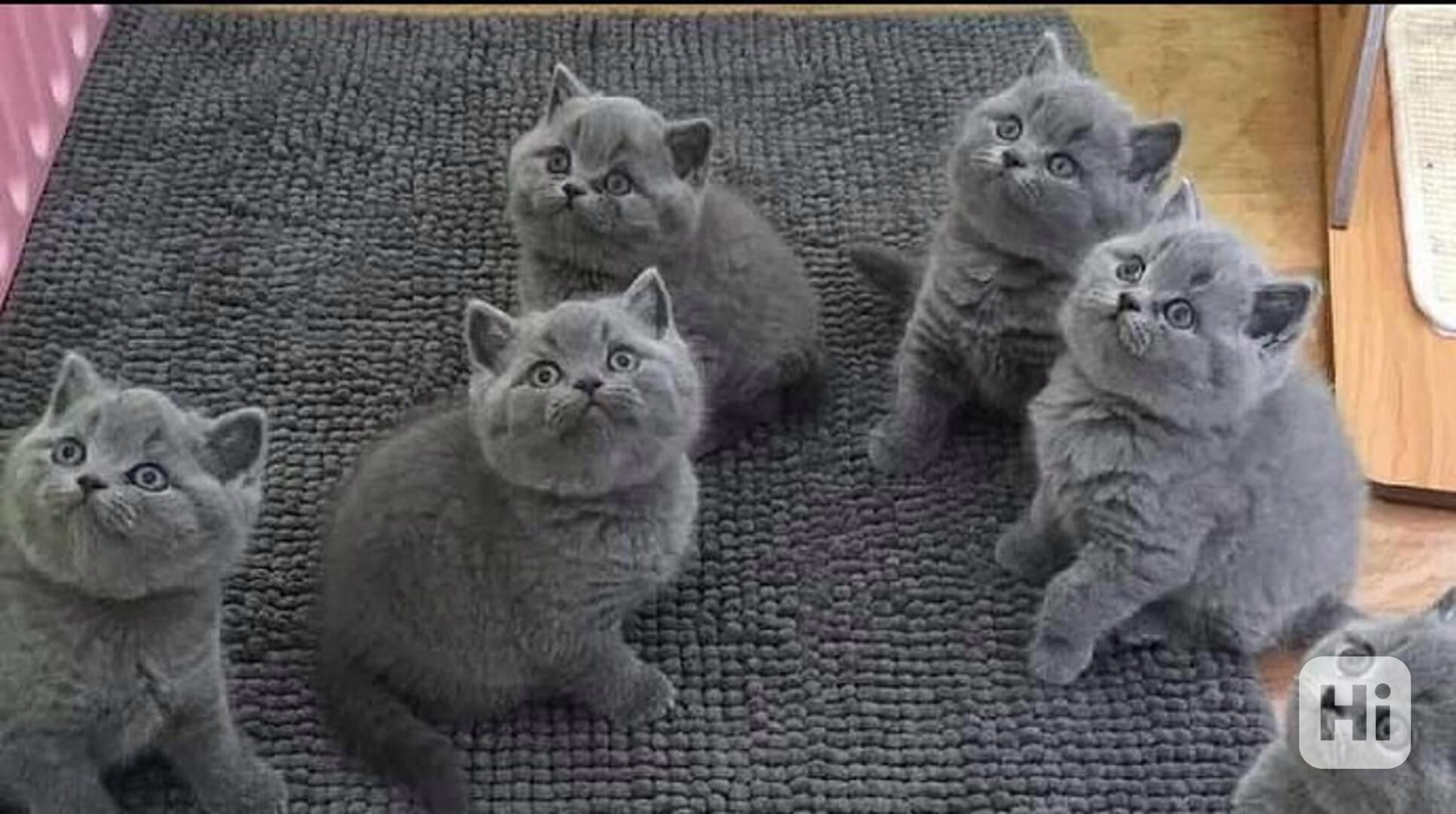 Britská krátkosrstá kočka k adopci - foto 1