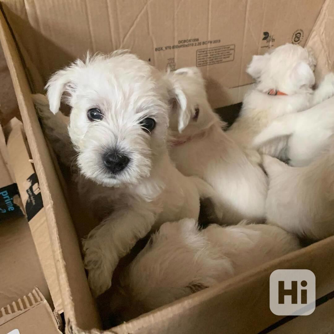 krásný zlatý retrívr k adopci - foto 1