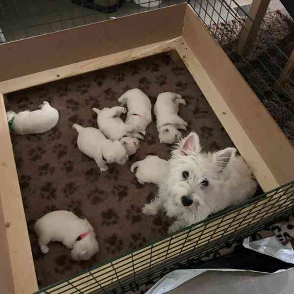 krásný zlatý retrívr k adopci - foto 3