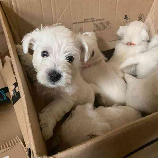 krásný zlatý retrívr k adopci - foto 1