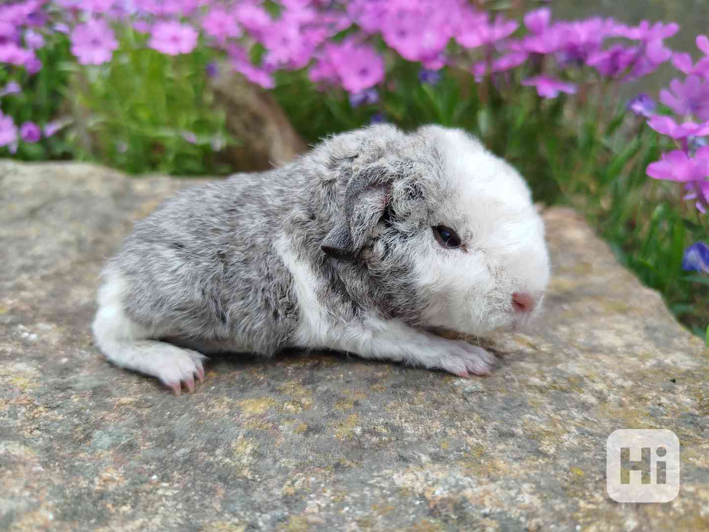 Nabízím morčátka plemene US Teddy - foto 1