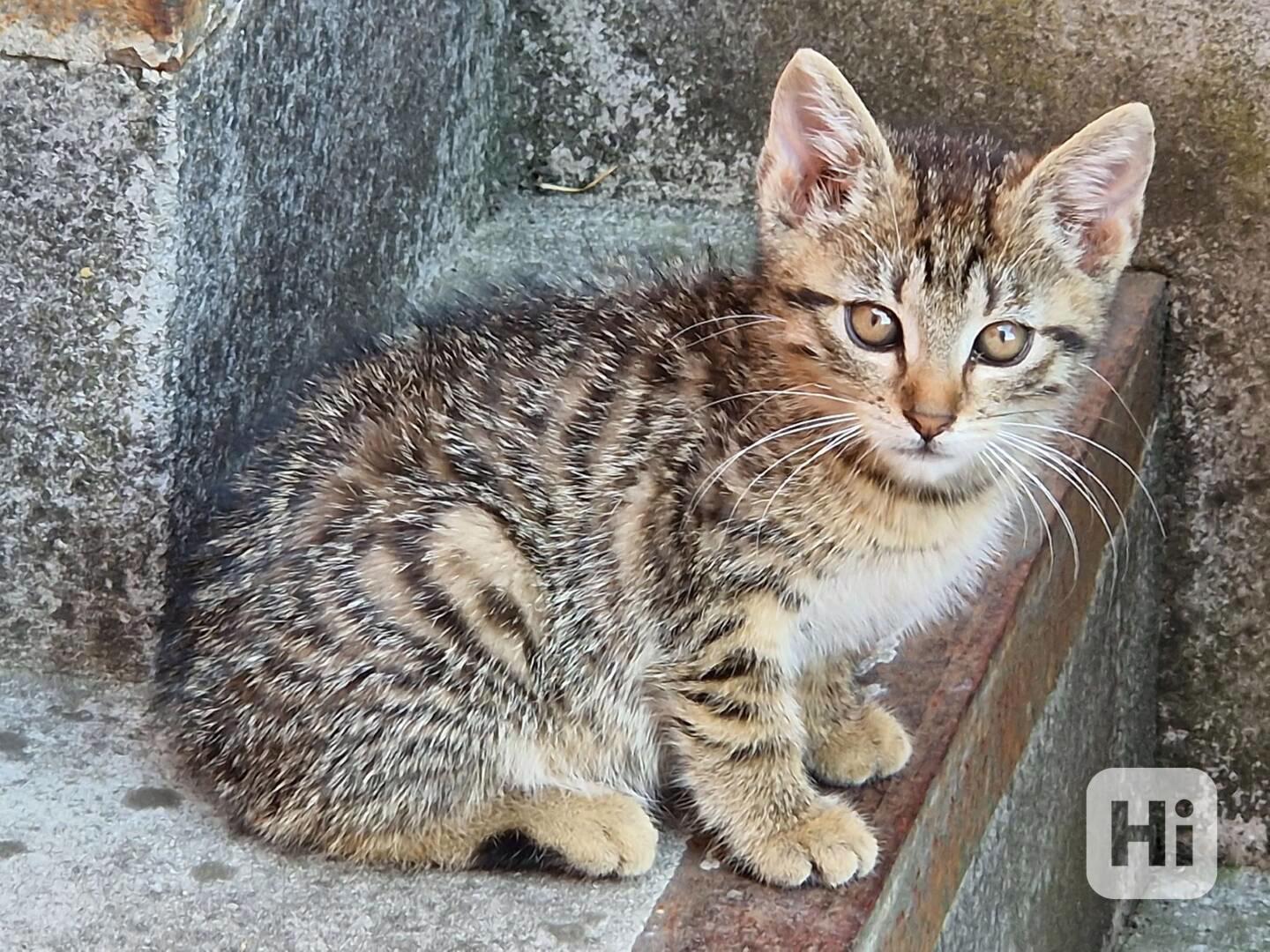 Darujeme kocourka - foto 1