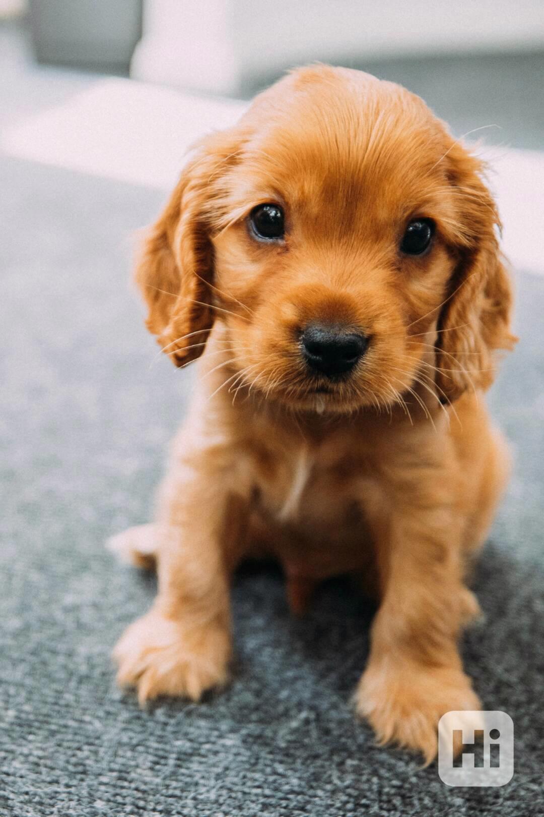 Kokršpaněl - foto 1