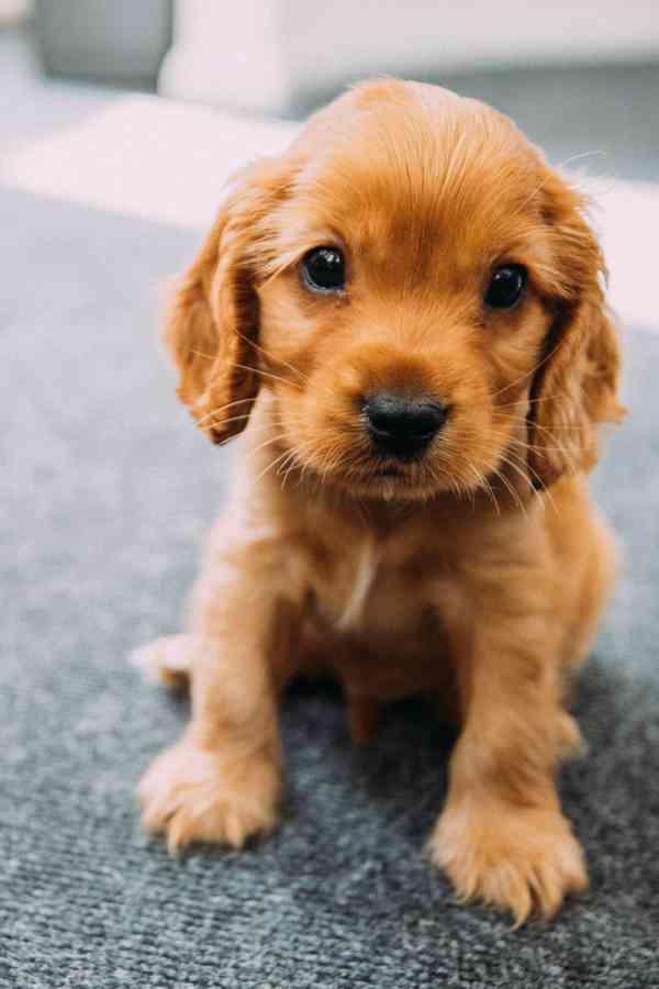 Kokršpaněl - foto 1