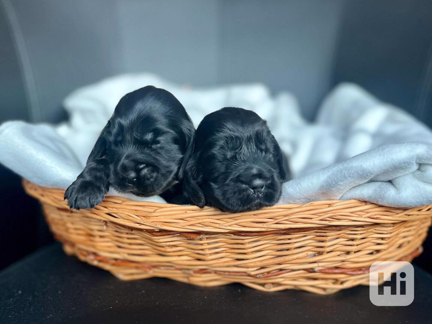 Štěňátka anglického kokršpaněla s PP  - foto 1