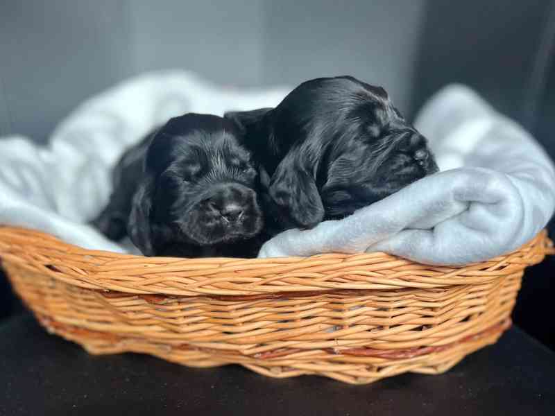 Štěňátka anglického kokršpaněla s PP  - foto 2