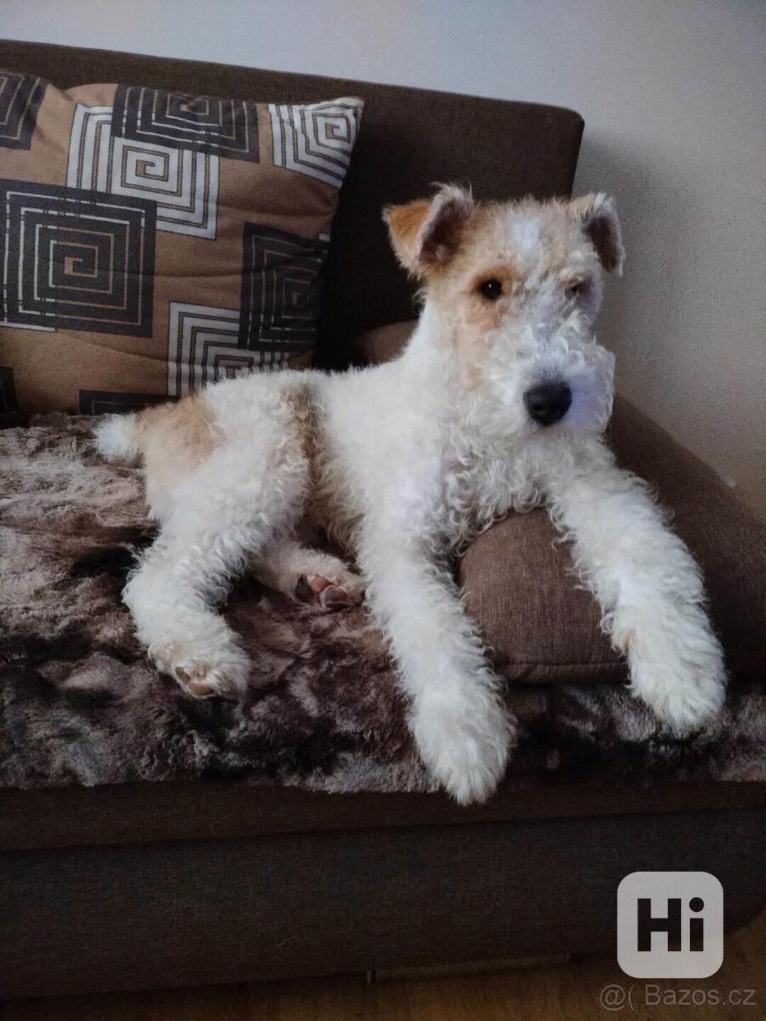 Pejsek k pokrytí - foto 1