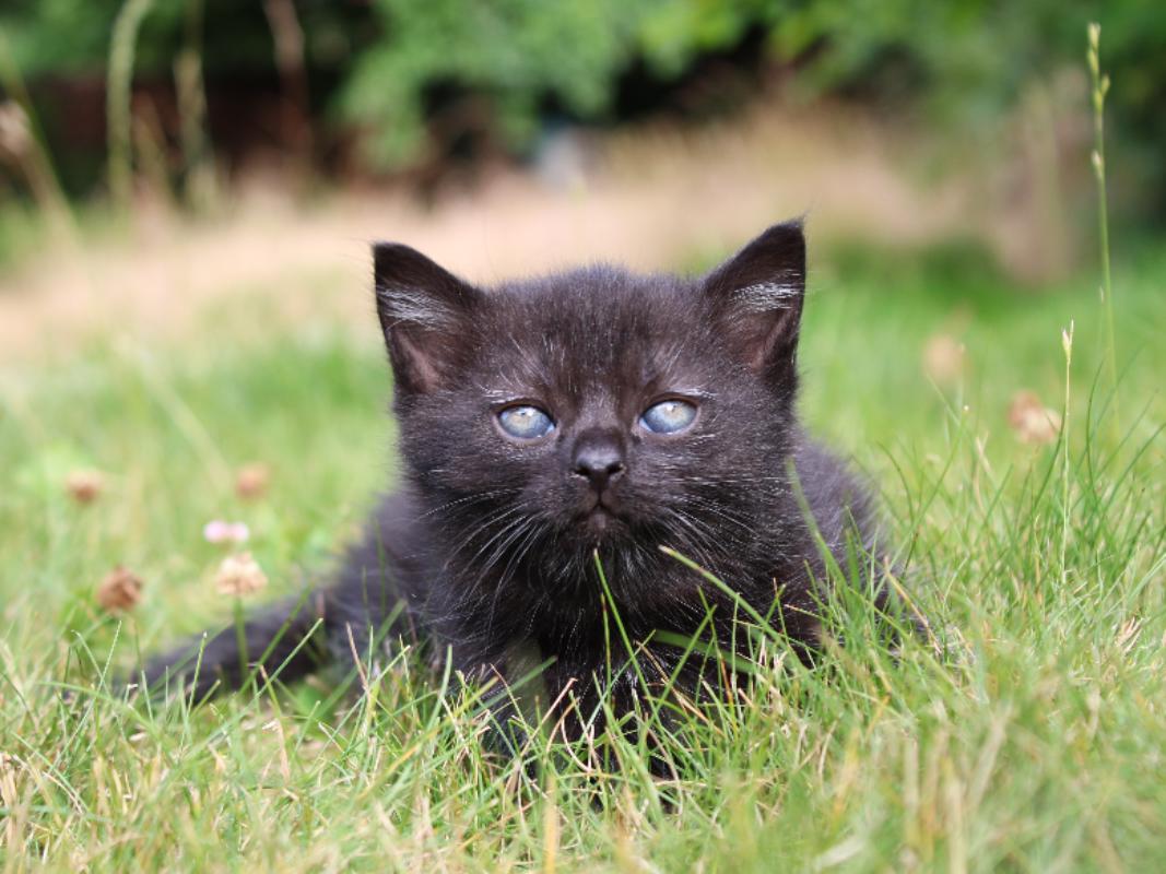 Spousta krásných černých koťat - foto 1