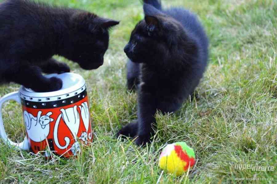 Spousta krásných černých koťat - foto 2