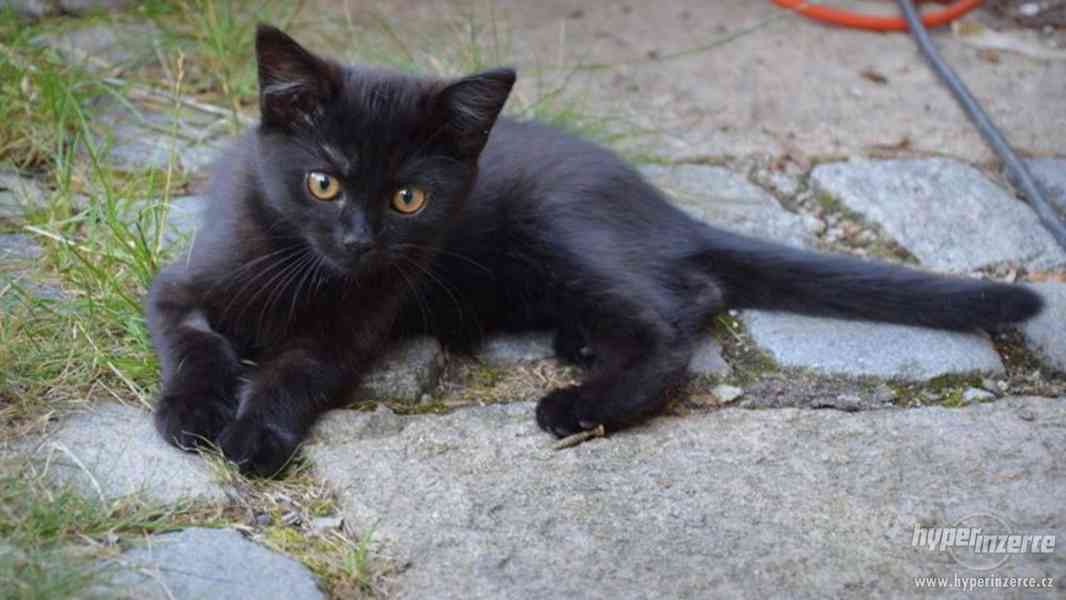 Spousta krásných černých koťat - foto 3