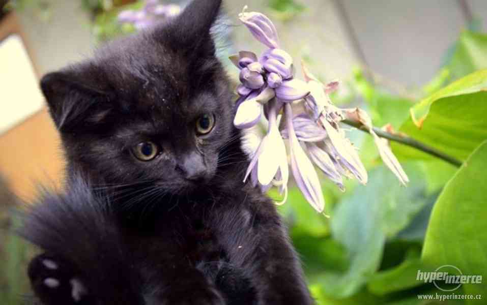 Spousta krásných černých koťat - foto 4