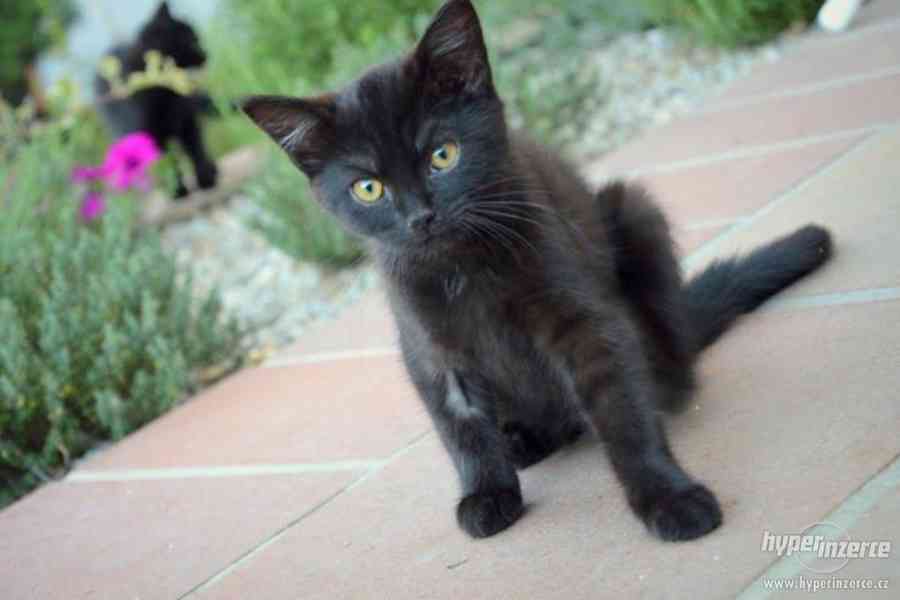 Spousta krásných černých koťat - foto 9
