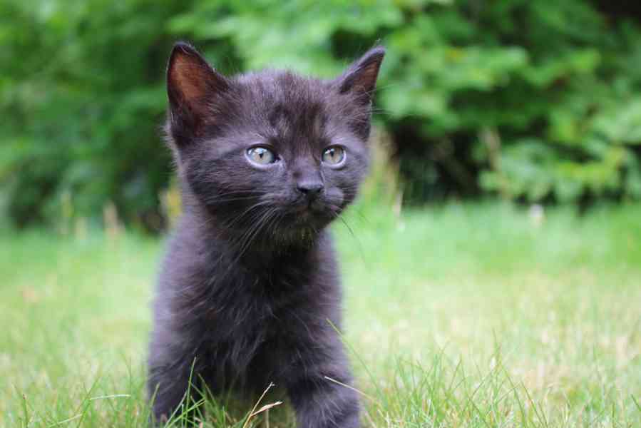 Spousta krásných černých koťat - foto 10
