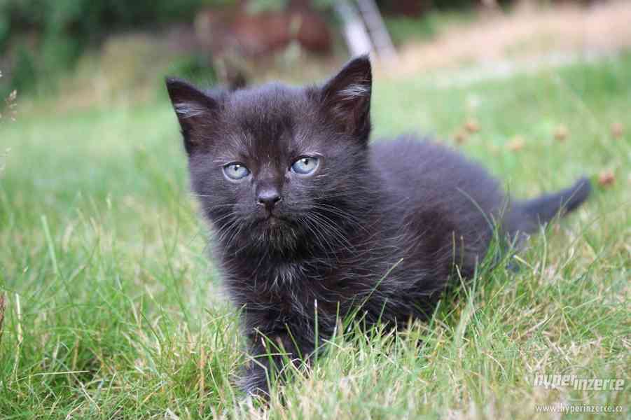 Spousta krásných černých koťat - foto 11