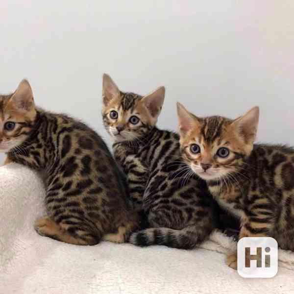 Bengálské kotě s chovným právem, odčervené, očkované, opečov - foto 1