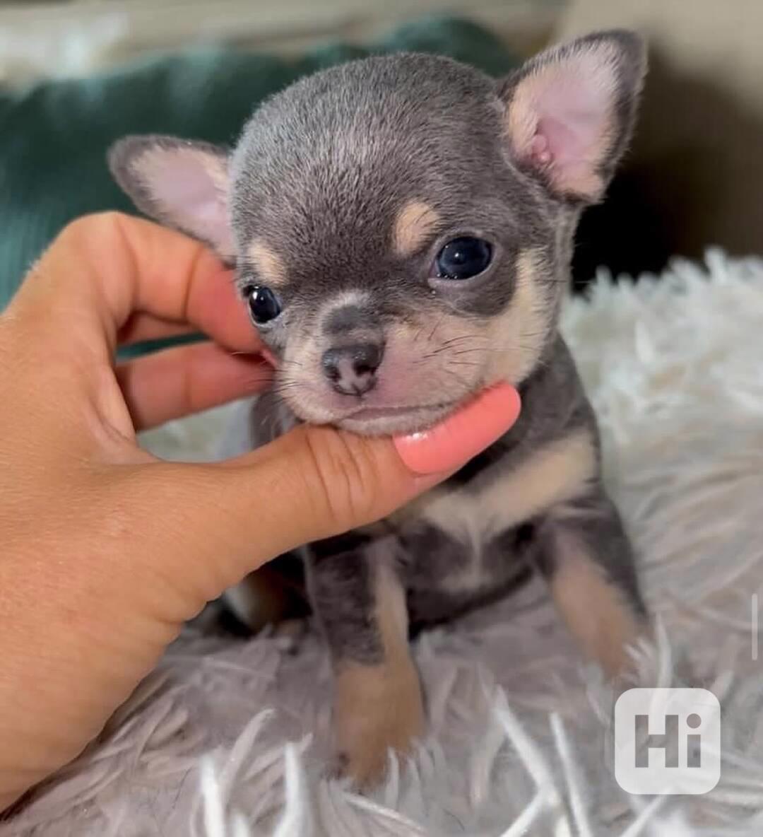 Nejroztomilejší štěňátka na prodej!!  - foto 1