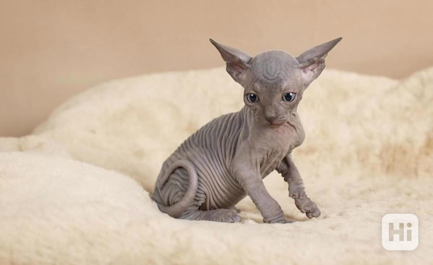 Kanadský sphynx - foto 1