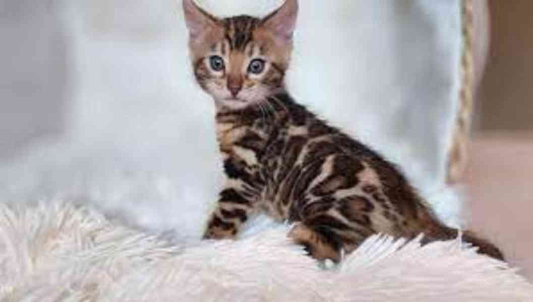 BENGÁLSKÁ KOŤATA K DISPOZICI ZDARMA.  - foto 2