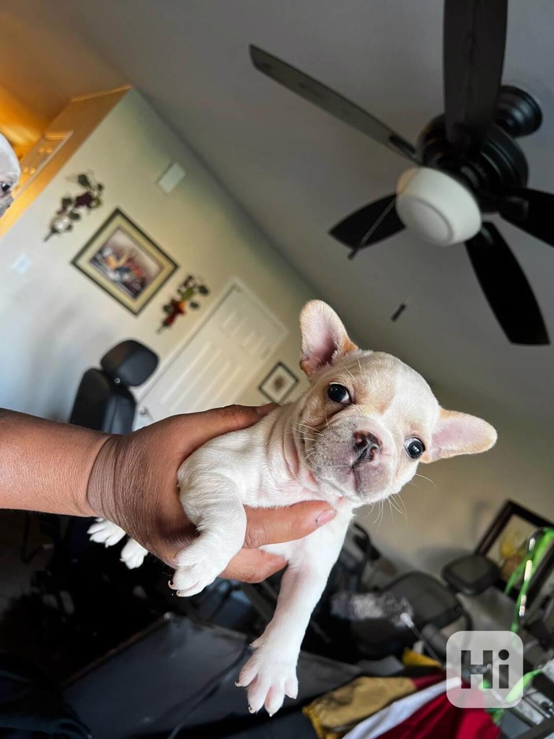 Francouzský buldoček připraven na svůj trvalý domov - foto 1